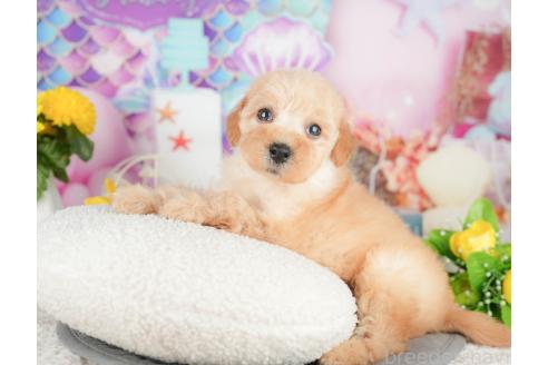 販売中の千葉県のトイプードル-381679の6枚目